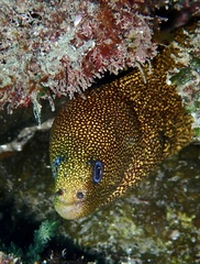 Gymnothorax miliaris