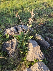 Aloe transvaalensis