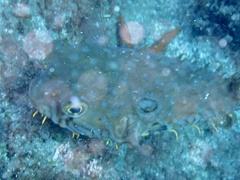 Chilomycterus mauretanicus