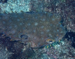 Chilomycterus mauretanicus