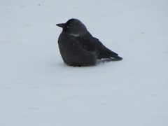 Corvus monedula