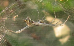 Cyrtophora cicatrosa