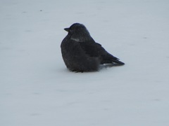 Corvus monedula