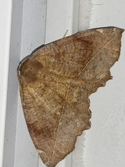 Eutrapela clemataria