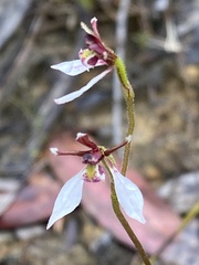 Eriochilus cucullatus