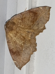 Eutrapela clemataria
