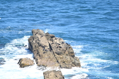 Arctocephalus forsteri