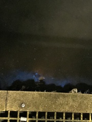 Noctiluca scintillans