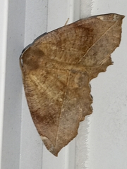 Eutrapela clemataria