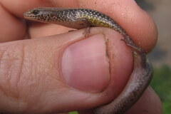 Riopa albopunctata