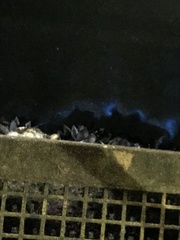 Noctiluca scintillans