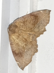 Eutrapela clemataria