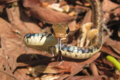 Dendrelaphis tristis