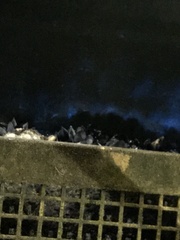 Noctiluca scintillans