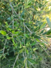 Olea europaea cuspidata