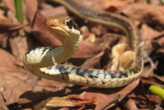 Dendrelaphis tristis