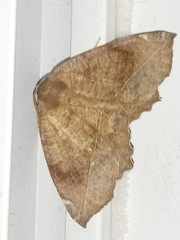 Eutrapela clemataria