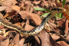 Dendrelaphis tristis