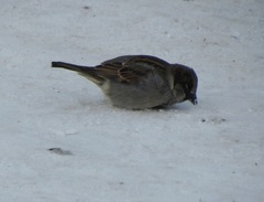 Passer domesticus