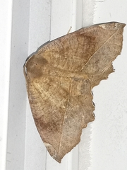 Eutrapela clemataria