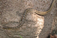 Amphiesma stolatum
