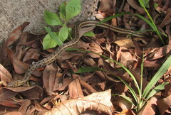 Amphiesma stolatum
