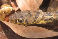Amphiesma stolatum