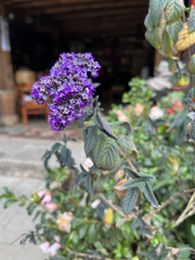 Heliotropium arborescens