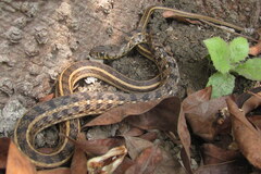 Amphiesma stolatum