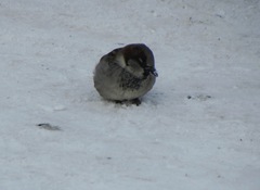 Passer domesticus
