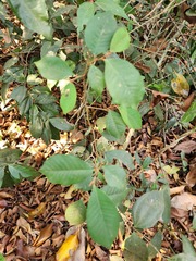 Chrysophyllum