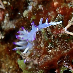 Flabellina llerae