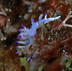 Flabellina llerae