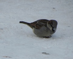 Passer domesticus
