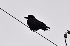 Corvus frugilegus