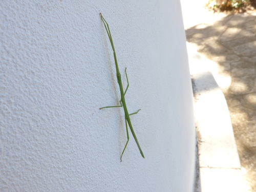 Bacillidae