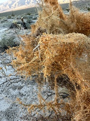 Cuscuta psorothamnensis