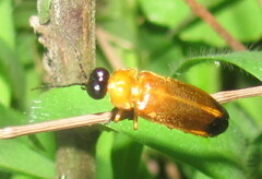 Oides palleata