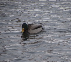 Anas platyrhynchos