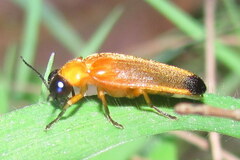 Oides palleata
