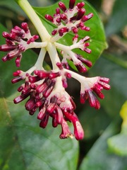 Chassalia curviflora