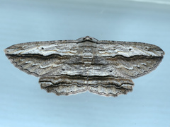 Euphronarcha luxaria