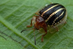 Agroiconota propinqua