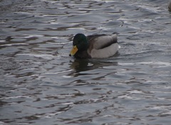 Anas platyrhynchos