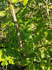 Heteromorpha arborescens abyssinica
