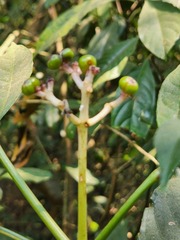 Chassalia curviflora
