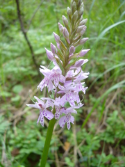 Dactylorhiza fuchsii