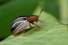 Agroiconota propinqua