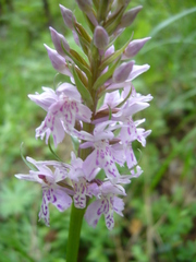 Dactylorhiza fuchsii