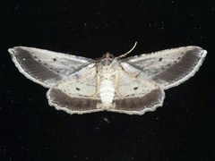 Euphronarcha luxaria